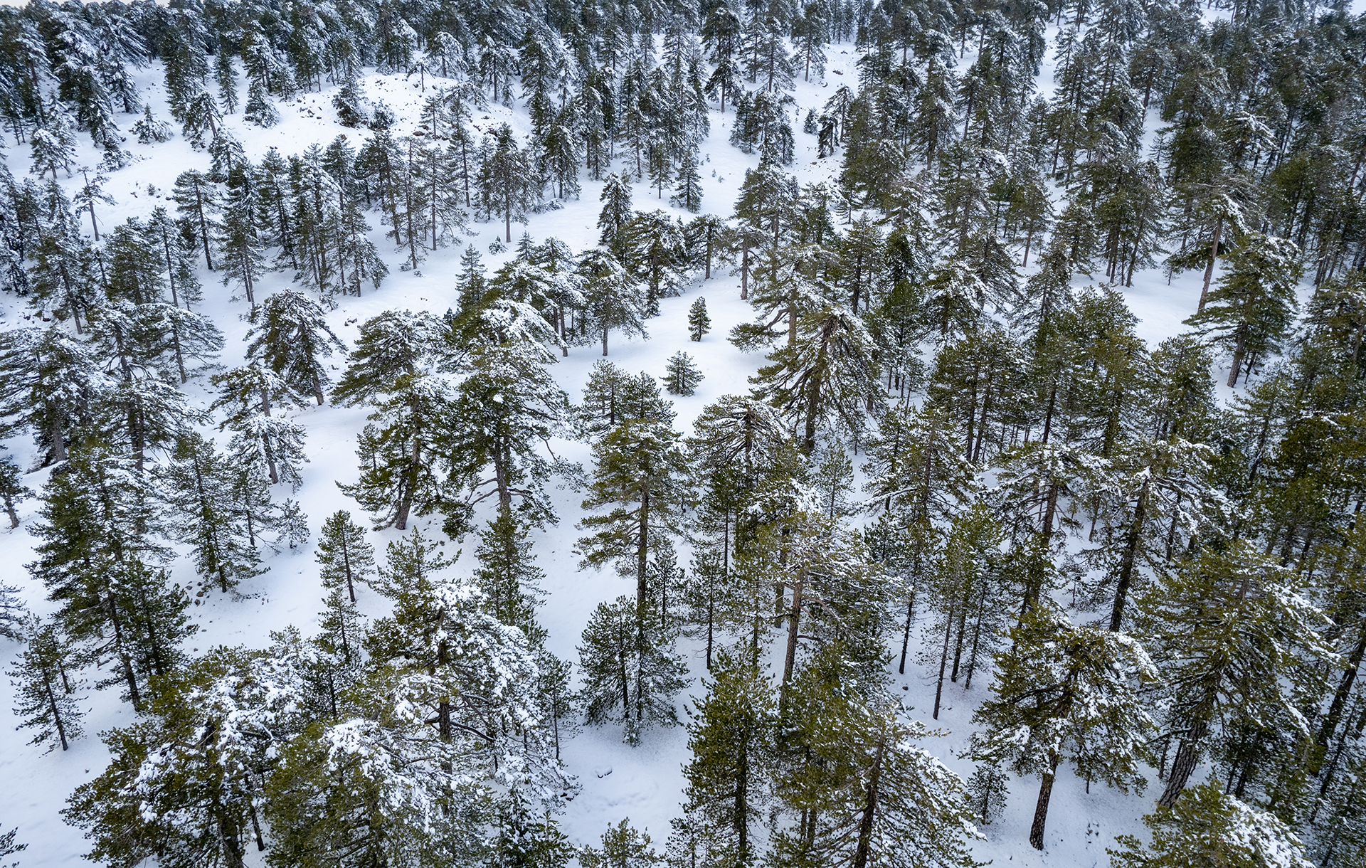 Winter in Cyprus - Snow, skiing & sun