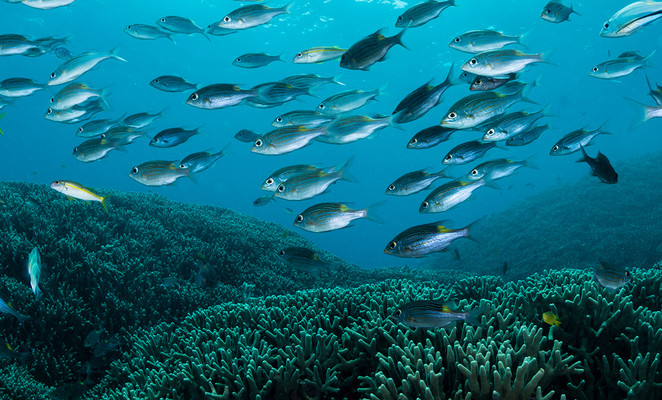 Tourism has no substantial influence on the Blue Lagoon's biodiversity
