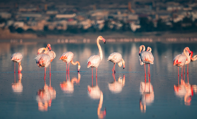 Flamingo population in Cyprus plummets to record low