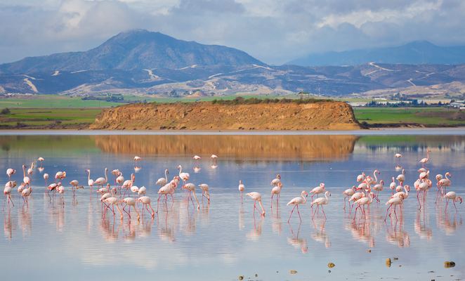 Larnaca’s iconic salt lakes get a new life