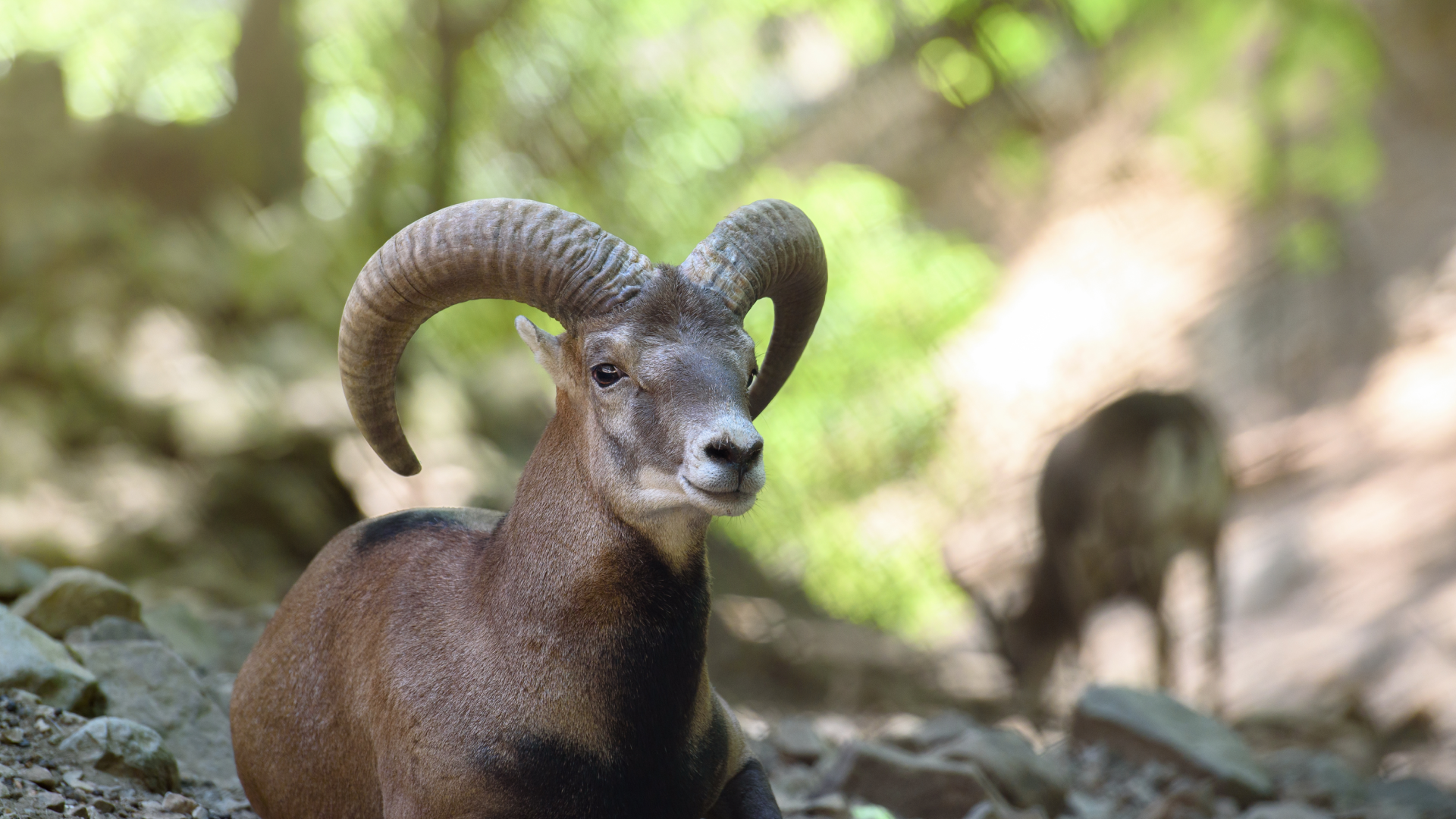 Cyprus is home to a wildlife icon: The Cyprus Mouflon