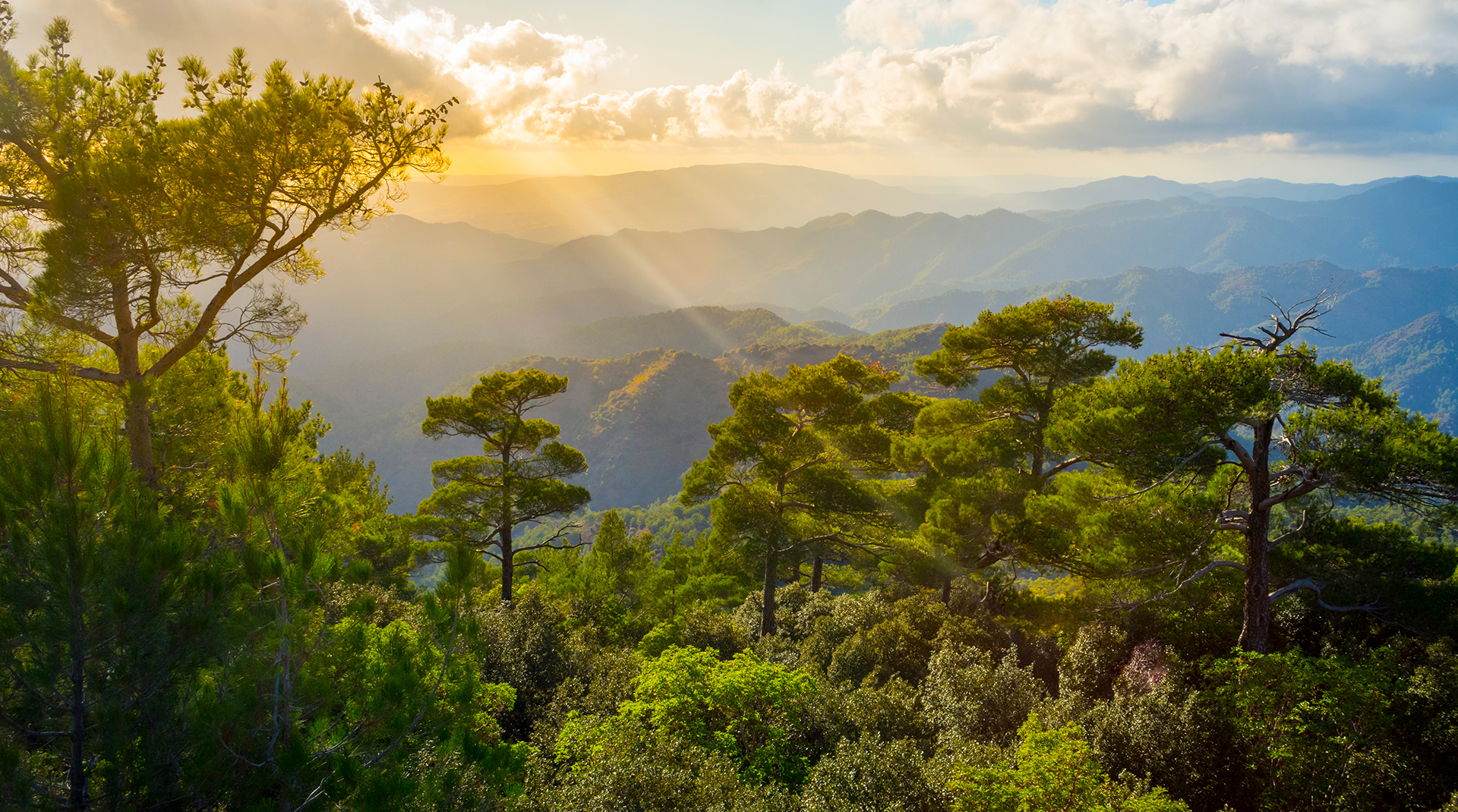 Cyprus launches program to protect and enhance forest areas