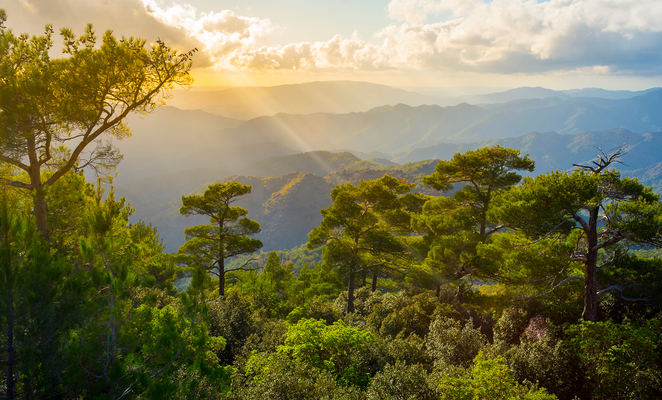 Cyprus launches program to protect and enhance forest areas