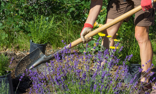 Growing a greener tomorrow - one bee-friendly plant at a time in Larnaca’s bee villages