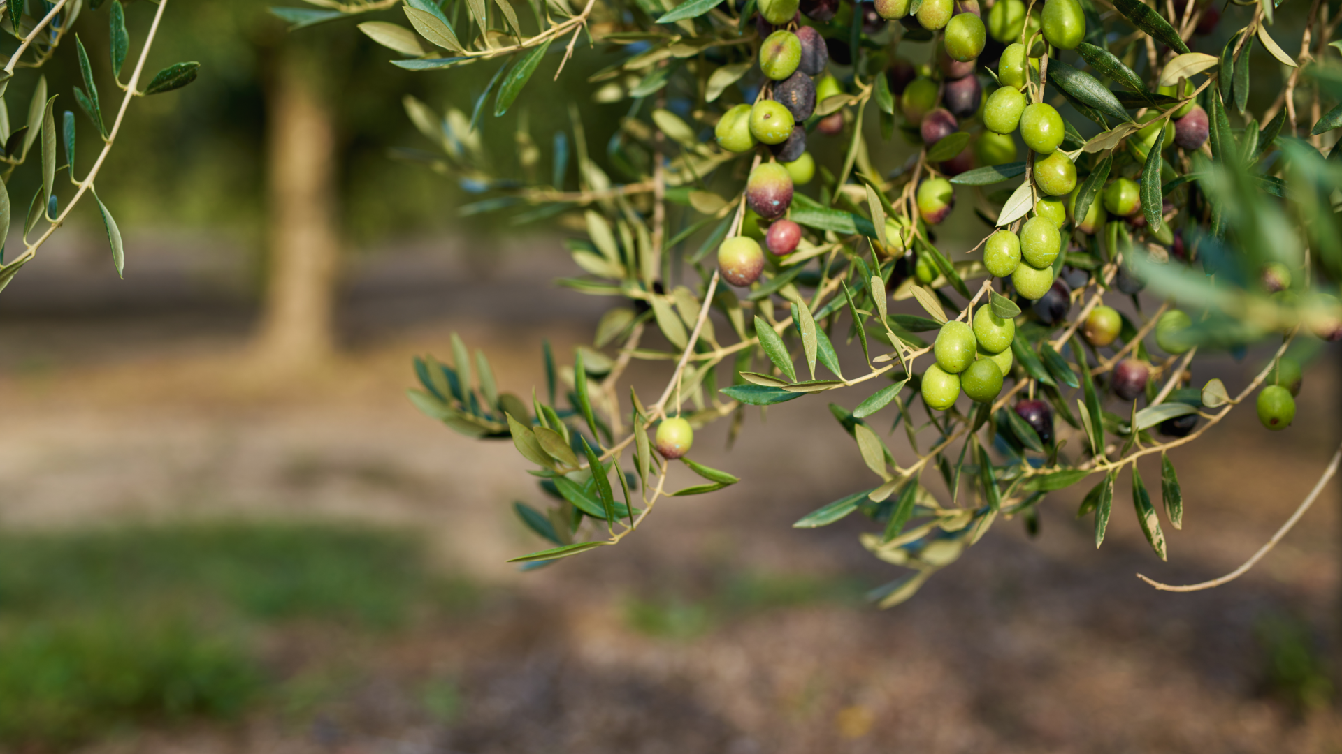 Cyprus’s ancient olive trees: A living link to the island’s past