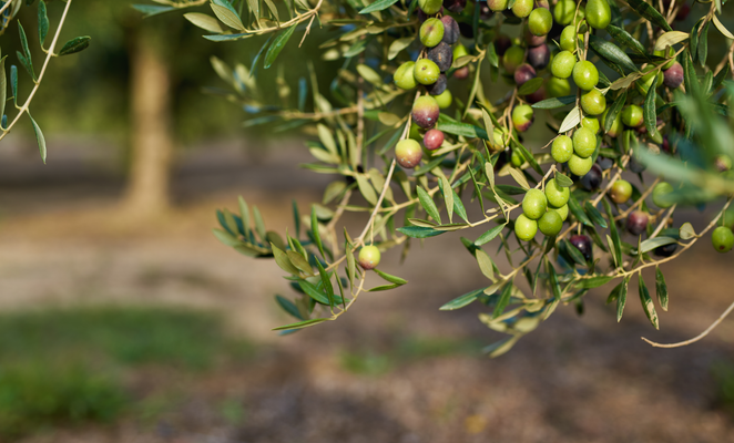 Cyprus’s ancient olive trees: A living link to the island’s past