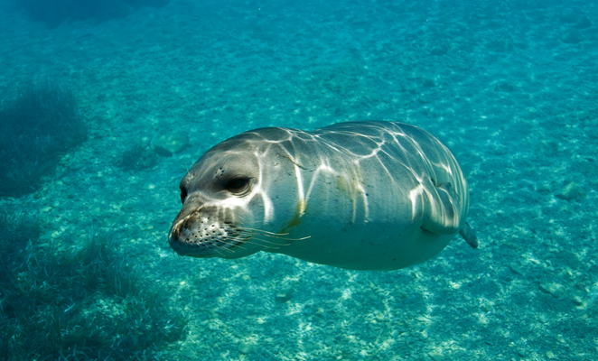 A hidden marine treasure surviving along Cyprus’s shores