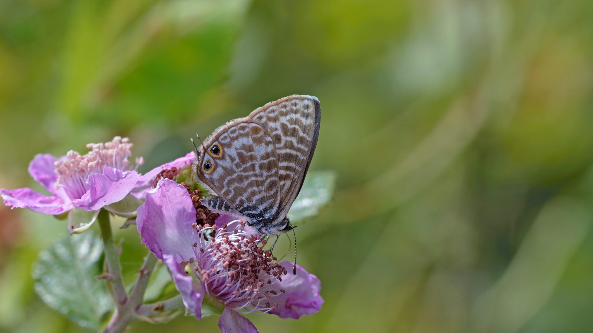 Cyprus’s tiny striped wonder: The story of Leptotes pirithous cypriensis