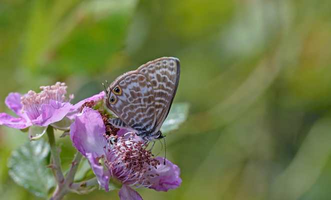 Cyprus’s tiny striped wonder: The story of Leptotes pirithous cypriensis