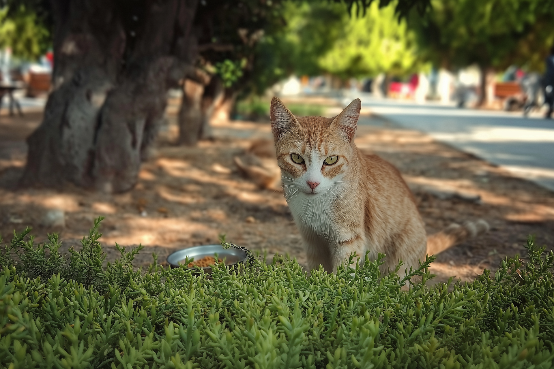 Community effort strengthens animal welfare across Nicosia