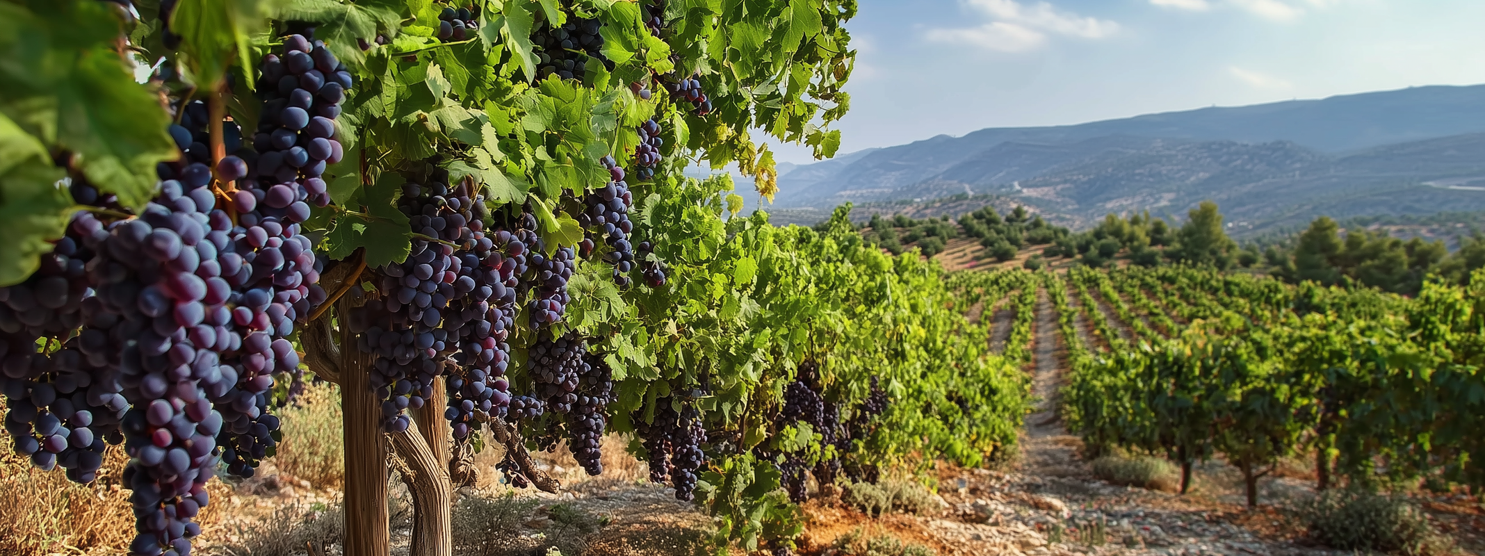 Boost for rural development through vineyard restoration