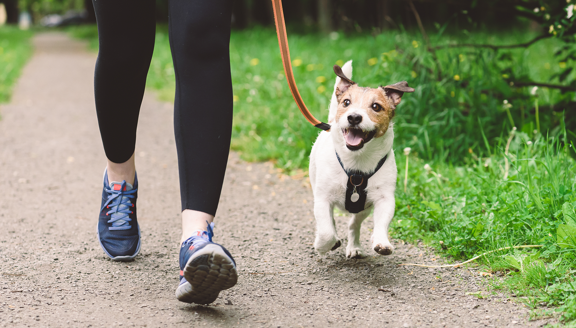 New dog law amendments approved in Cyprus