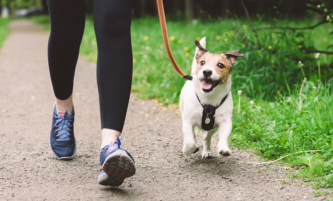 New dog law amendments approved in Cyprus