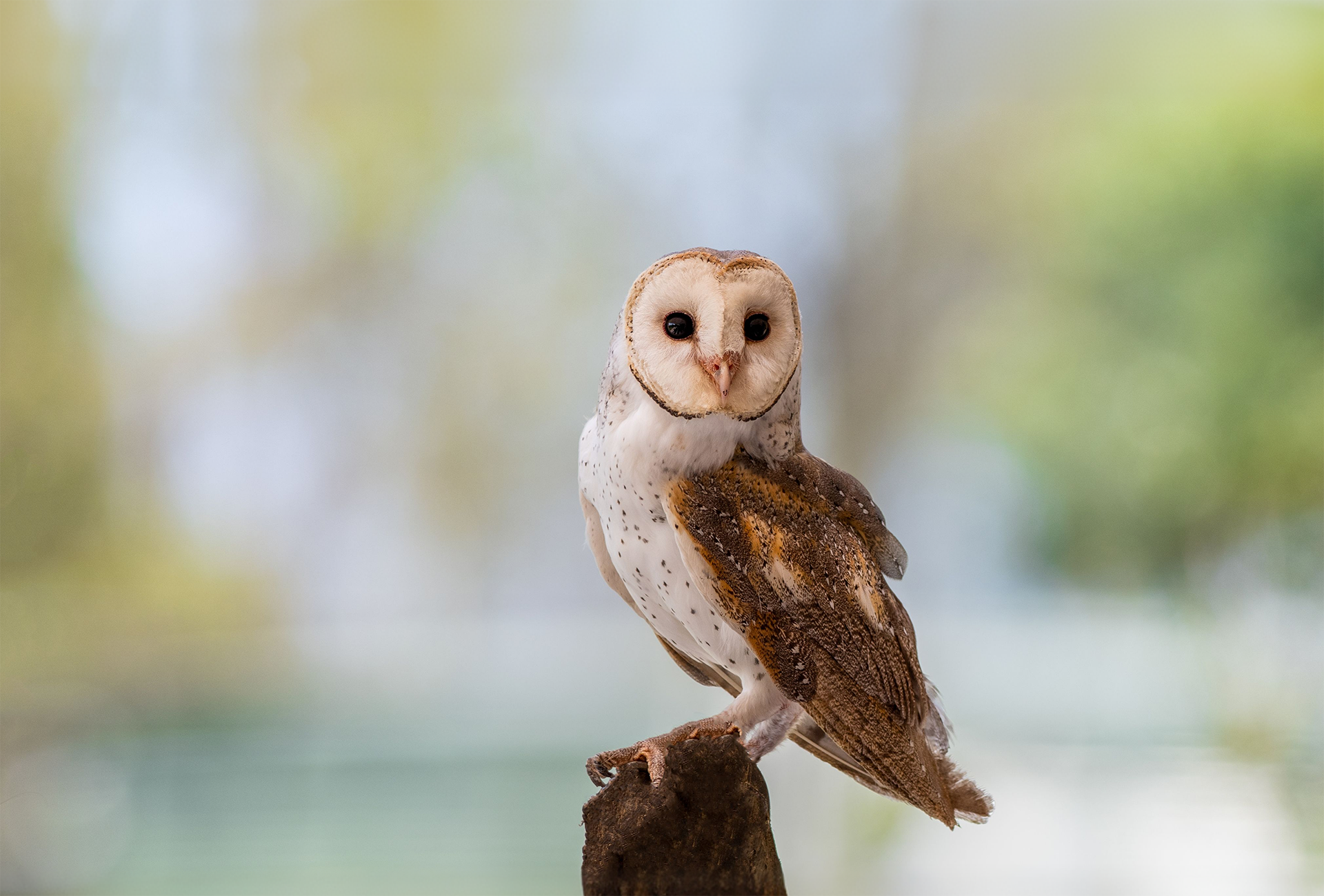 Natural rodent control boosted by barn owl protection programme