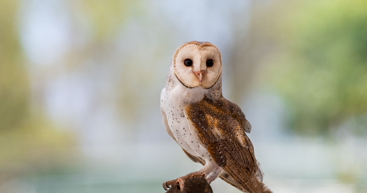 Owl Protection Natural rodent control boosted by barn owl protection programme — home.cy