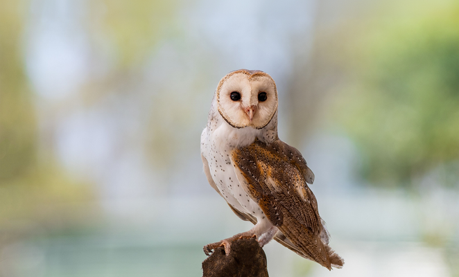 Natural rodent control boosted by barn owl protection programme