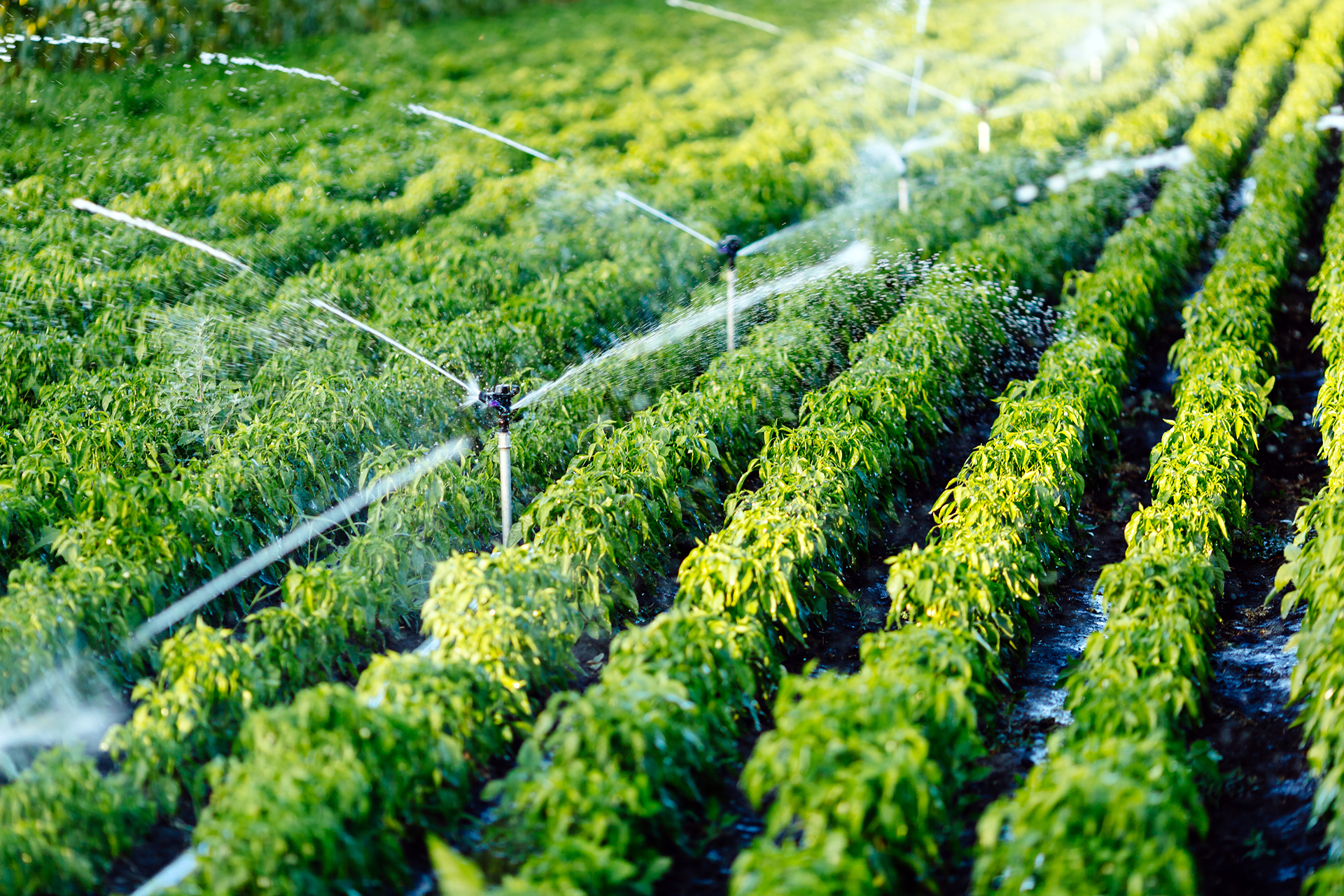 Extra water resources to support agricultural needs