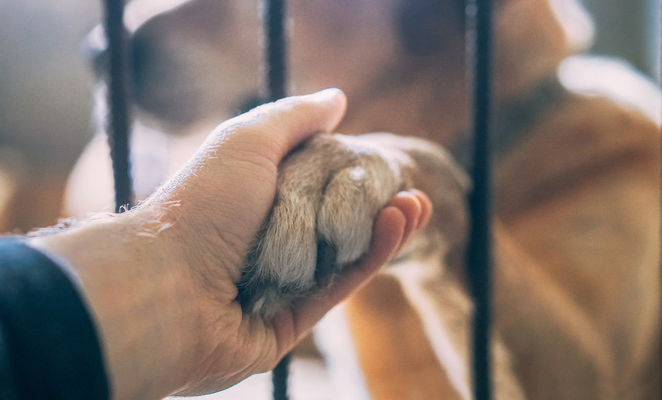 Paphos plans new shelter to improve care for stray animals