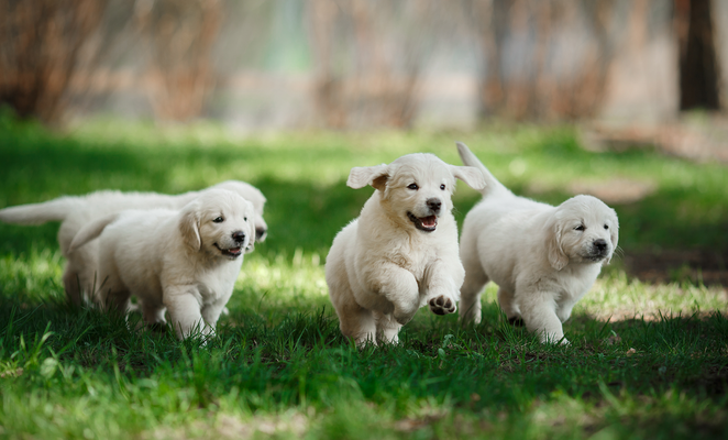 Nicosia campaign aims to find homes for 35 dogs