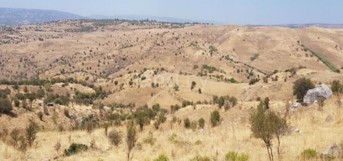 Agricultural field for sale in Paphos