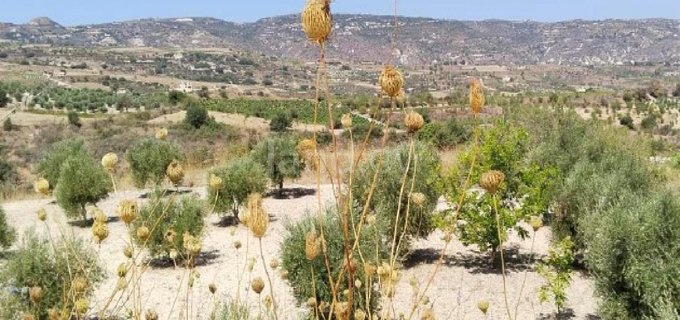 Campo agrícola a la venta en Paphos