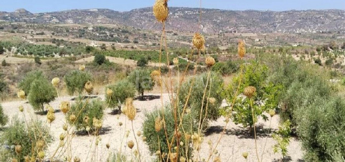 Terrain agricole à vendre à Paphos