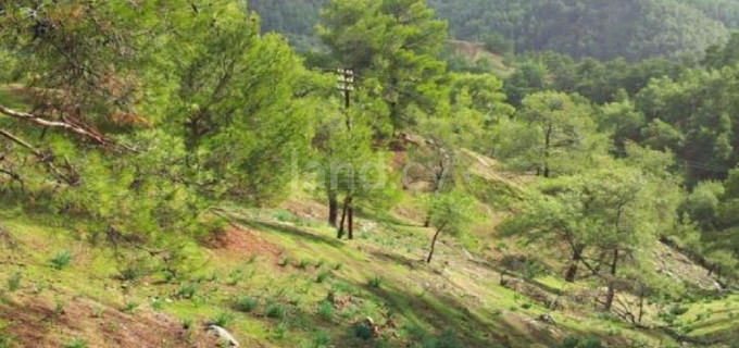 Agricultural field for sale in Nicosia
