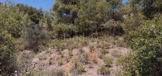 Agricultural field for sale in Nicosia