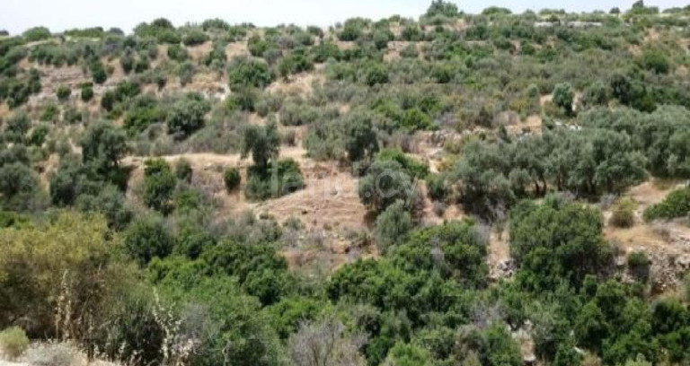 Terrain agricole à vendre à Limassol