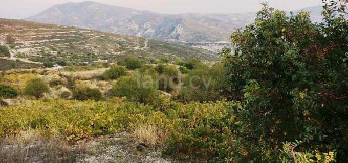 Agricultural field for sale in Limassol