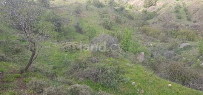 Agricultural field for sale in Paphos