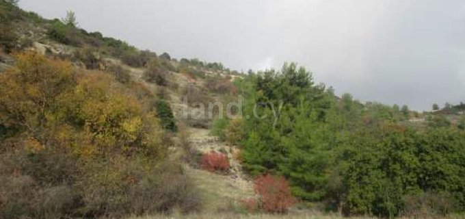 Agricultural field for sale in Paphos