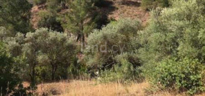 Agricultural field for sale in Limassol