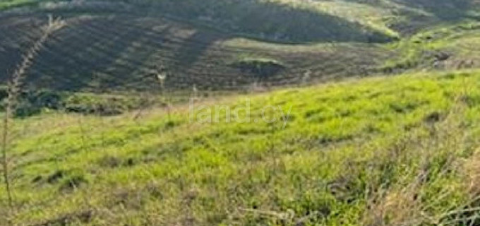 Pole rolne na sprzedaż w Paphos