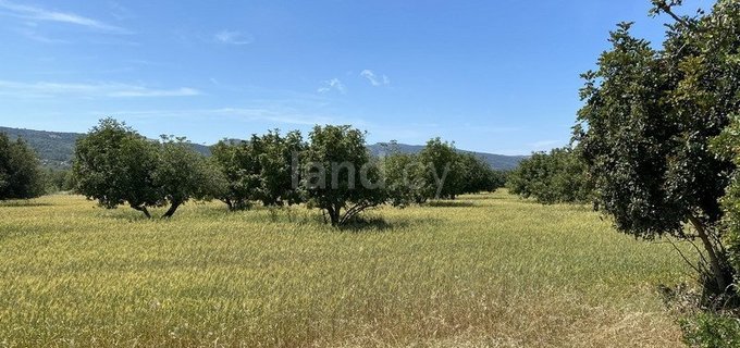 Field for sale in Paphos