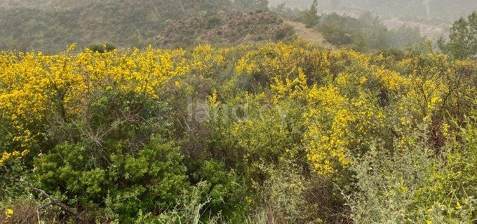 Terrain agricole à vendre à Paphos