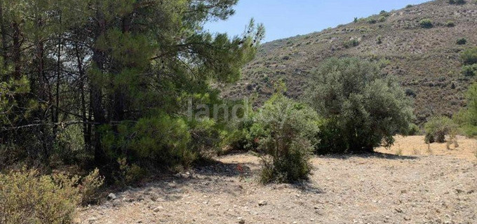 Agricultural field for sale in Limassol