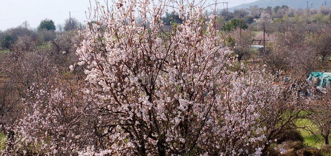 Campo agrícola a la venta en Limassol