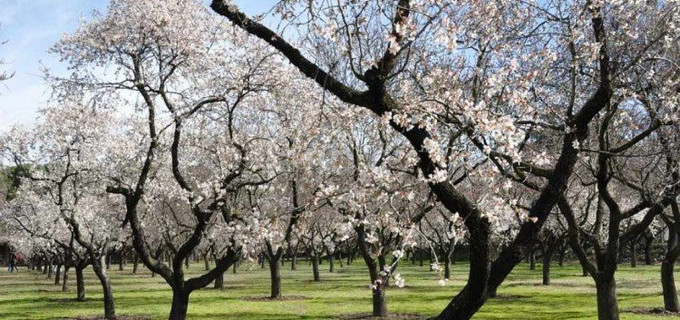 Campo agrícola a la venta en Limassol