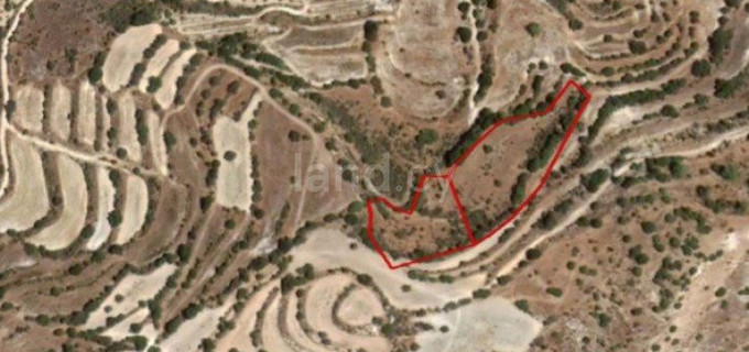 Terrain agricole à vendre à Paphos