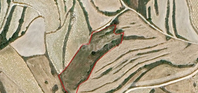 Terrain agricole à vendre à Paphos
