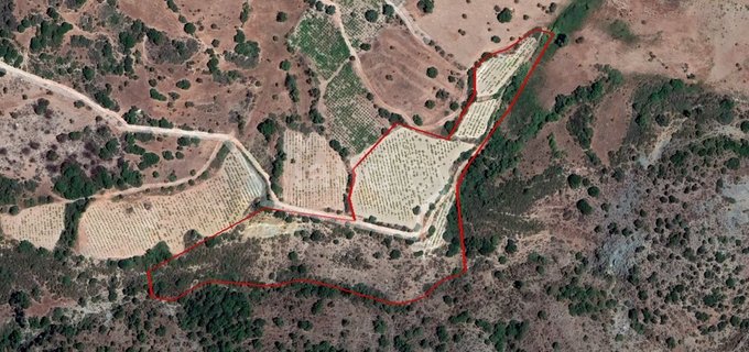 Agricultural field for sale in Paphos