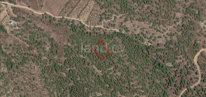 Agricultural field for sale in Nicosia