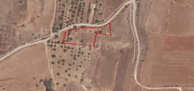 Agricultural field for sale in Nicosia