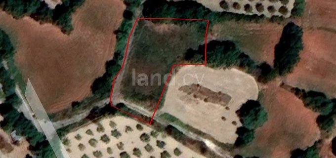 Commercial field for sale in Paphos