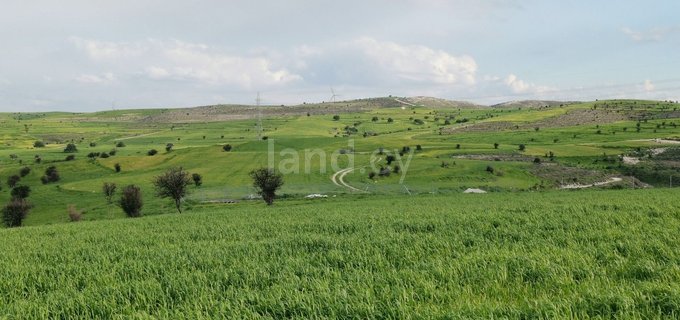 Jordbruksfält till salu i Nicosia