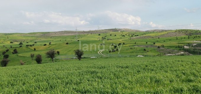 Agricultural field for sale in Nicosia