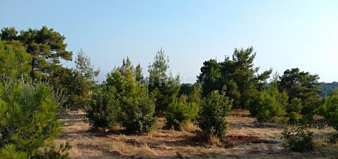 Field for sale in Limassol