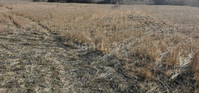 Agricultural field for sale in Limassol