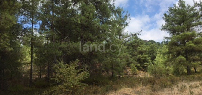 Agricultural field for sale in Limassol